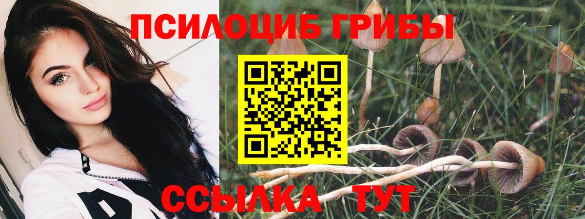 Псилоцибиновые грибы Cubensis Отрадное